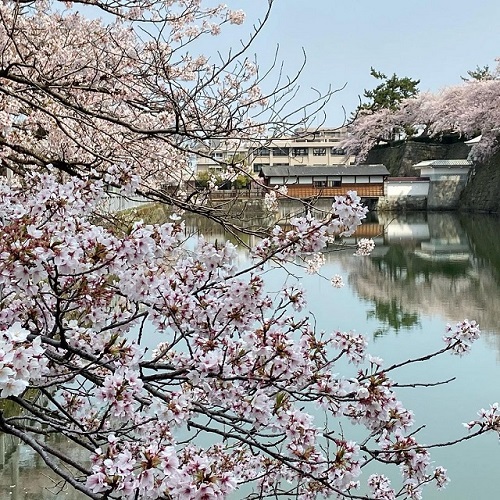 福井市の桜